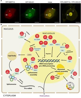 The overlooked manipulation of nucleolar functions by plant pathogen effectors